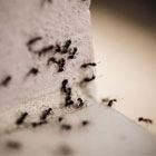 טיפול בנמלים ברכב